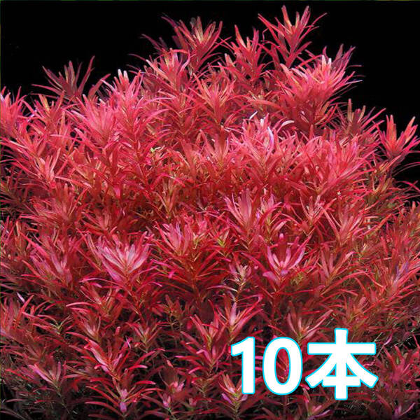 (水草)ロタラレディッシュ 水上葉 10本 育てやすく美しい赤系改良種