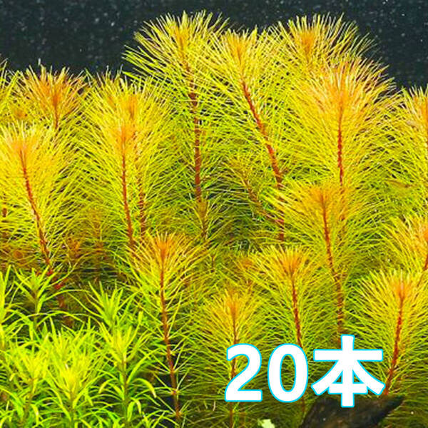 (水草)20本 ロタラ sp ボッシー 水上葉 リスノオ似で育てやすい!切り戻しに強い