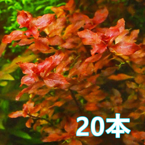 (水草)ルドウィジア sp スーパーレッド 20本 水上葉 赤系水草 育てやすい 無農薬