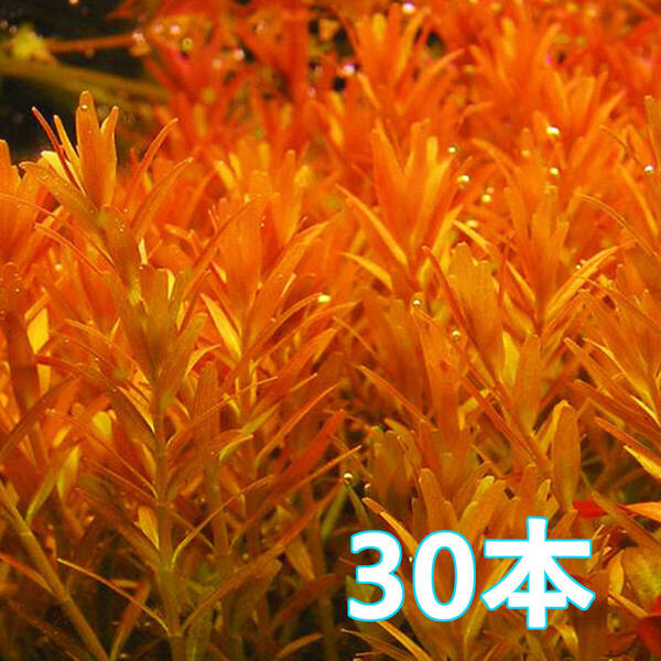 (水草)30本 ロタラインディカ 水上葉 初心者〜上級者に人気!赤系水草の基本種