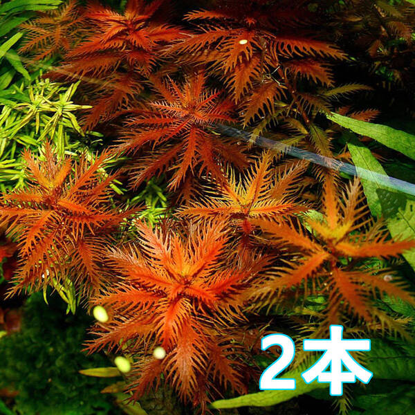 (水草)2本 プロセルピナカ キューバ 水上葉 赤銅色×ギザギザ葉が美しい中景草