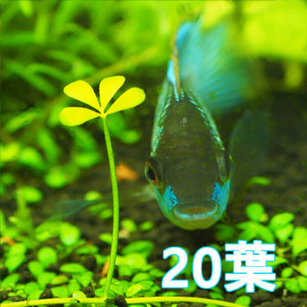 (水草)ベトナムクローバー 水上葉 20葉 レア種!四葉風のかわいい前景草
