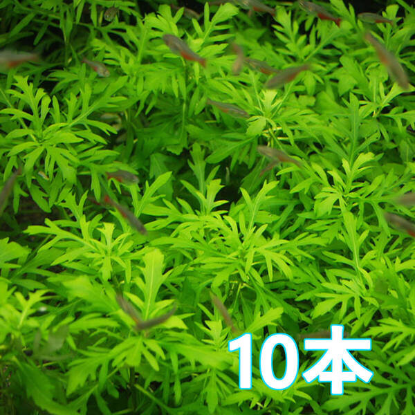 10本 (水草)ウォーターウィステリア 水上葉 大きくて立派な葉をだす水草 育成カンタンで強い