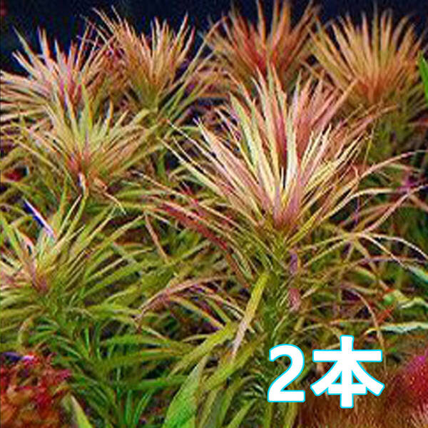 (水草)ポゴステモン ダッセン 水上葉 2本 赤銅色の柔らかな細葉が美しい