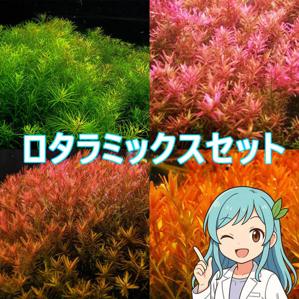 【初心者歓迎】人気ロタラ4種セット 各5本 計20本★無農薬・送料無料1000円