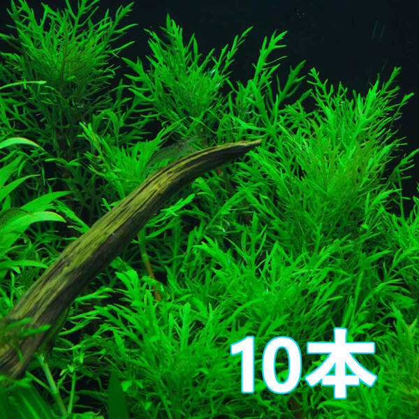 (水草)10本 ウォーターウィステリア 水上葉 初心者OK!丈夫で明るい有茎草