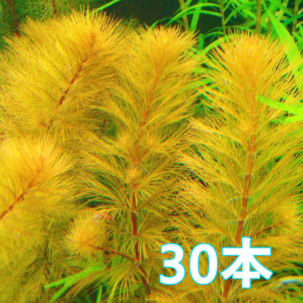 (水草) ミリオフィラム オレンジローライマ 30本 水上葉 無農薬 自家栽培