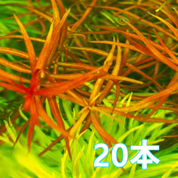 (水草)ニードルリーフルドウィジア 20本 水上葉 丈夫で初心者安心!赤系有茎草◎
