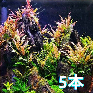 (水草)ハイグロフィラピンナティフィダ 水上葉 5本 活着する有茎草!レイアウト向き