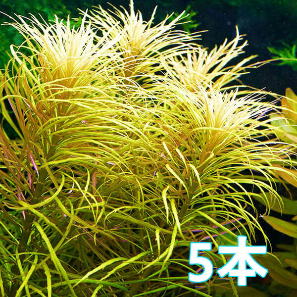 (水草)ポゴステモン ダッセン 水上葉 5本 赤銅色の柔らかな細葉が美しい