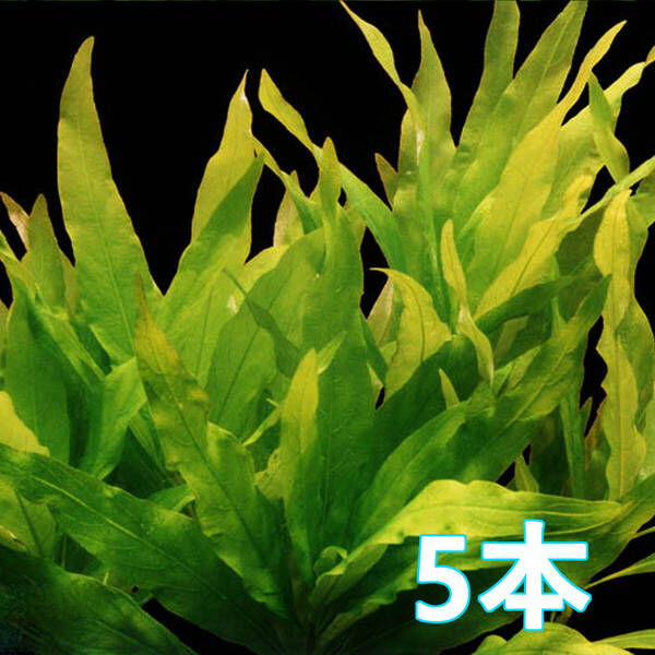 (水草)ボーグハイグロ 水上葉5本 力強いライトグリーン葉 無農薬・エビ安心