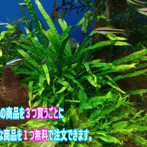 (水草)ミクロソリウム ナロー 水中葉 20葉 活着性◎ 陰性レイアウト定番