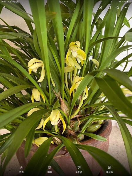マキシラリア ポルフィロステレ 洋蘭 4号鉢 植替済