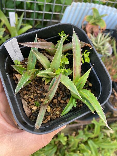 アガベ ホリダ Agave horrida ssp. horrida 実生苗 抜き苗発送