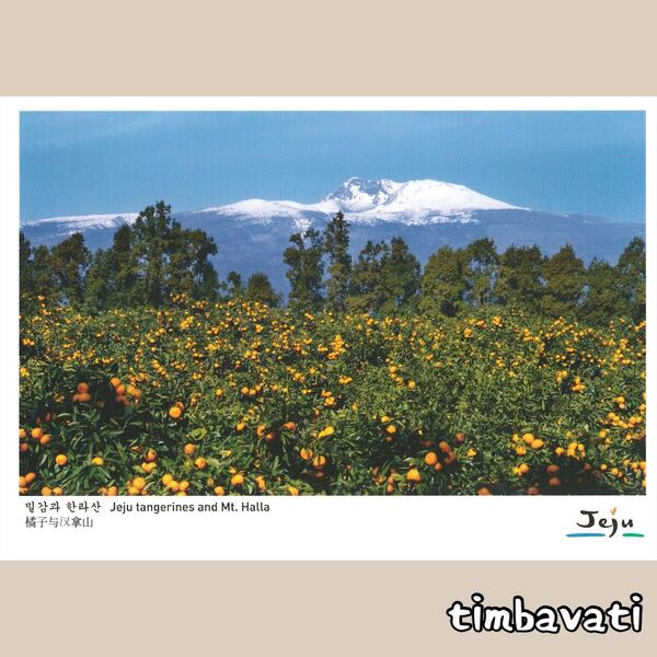 ☆新品☆【韓国】ポストカード * チェジュ 済州島 *130*