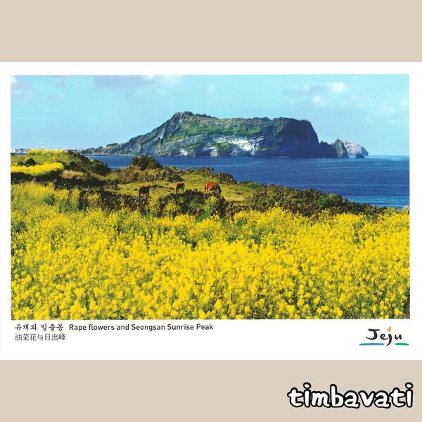 ☆新品☆【韓国】ポストカード * チェジュ 済州島 *128*