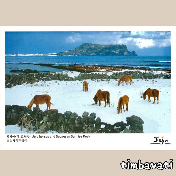 ☆新品☆【韓国】ポストカード * チェジュ 済州島 *235*