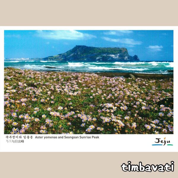 ☆新品☆【韓国】ポストカード * チェジュ 済州島 *157*