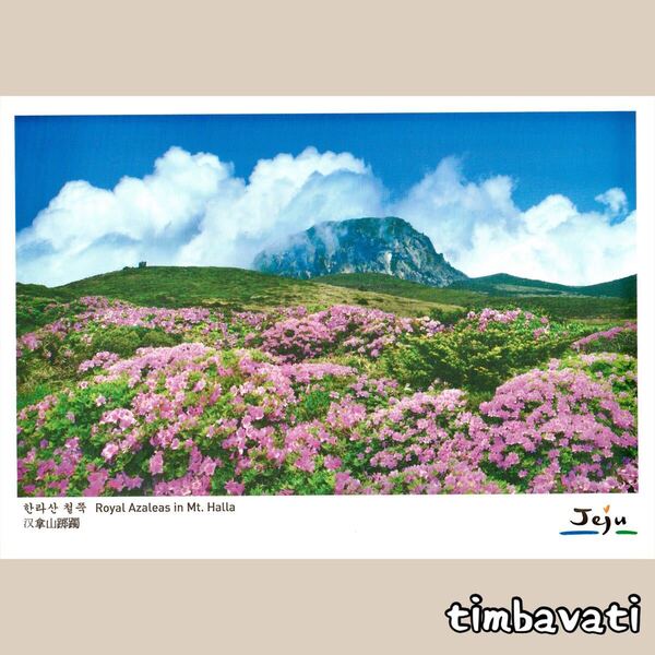☆新品☆【韓国】ポストカード * チェジュ 済州島 *143*