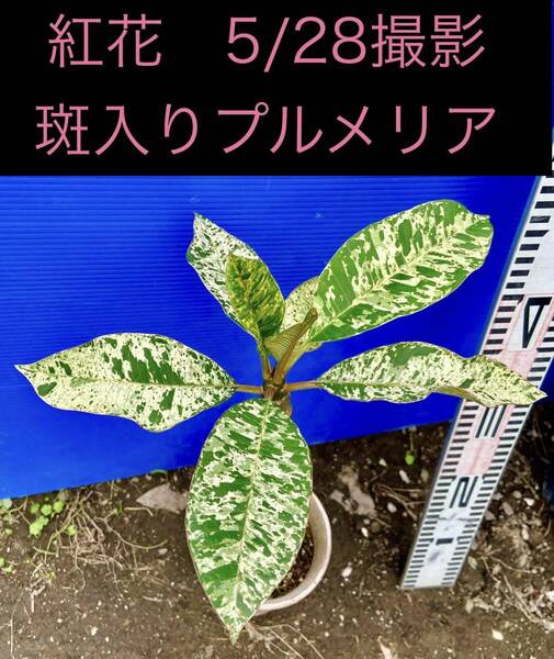 斑入りプルメリア苗【ピンク花】 希少