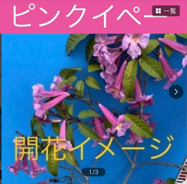 ピンクイペー 苗 耐寒性 希少