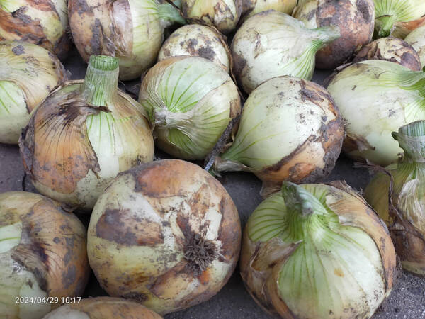 淡路島産玉ねぎ(南あわじ市産)新玉 「七宝」ブランド 10kg(全品M玉)秀品(最上位品質)農家、産地直送