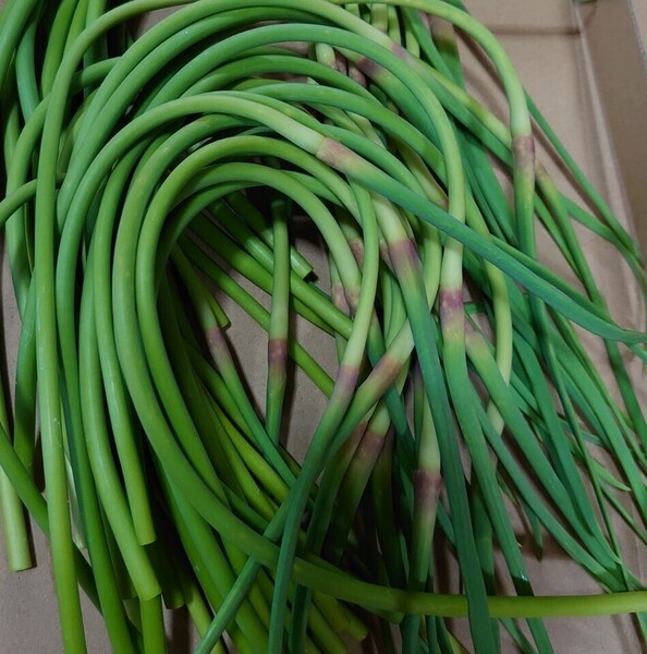 自家栽培 新鮮 野菜 にんにくの芽 300g ネコポス 山口県産 ②