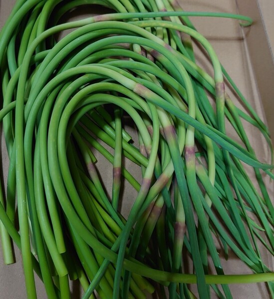 自家栽培 新鮮 野菜 にんにくの芽 300g ネコポス 山口県産