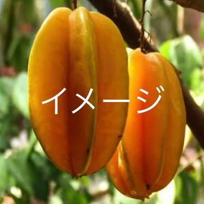 ☆★激ウマ★☆ スターフルーツ B17 接木苗 1本 送料込み