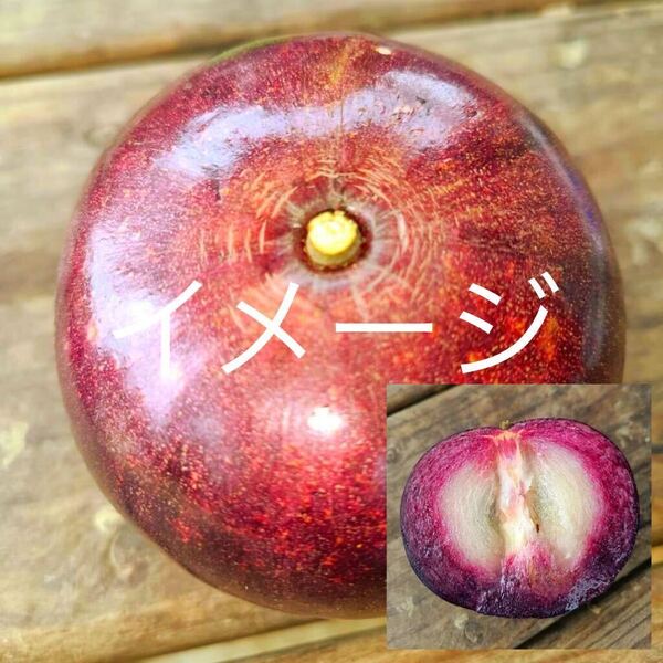 ☆★激ウマ★☆ スターアップル ミルクフルーツ 実生苗 1本 送料込み
