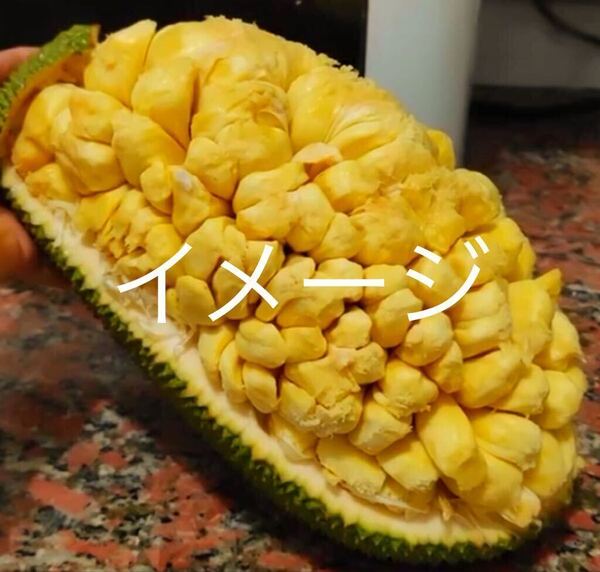 ☆★激ウマ★☆ ドリアンパラミツ コパラミツ 苗木 接木苗 1本 送料込み 希少