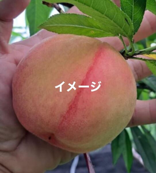 ☆★激ウマ★☆ 台湾水蜜桃 実生苗 1本 送料込み