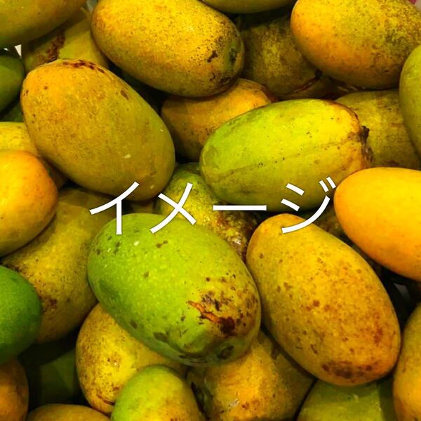 ☆★激ウマ★☆ 土マンゴー 接木苗 1本 送料込み