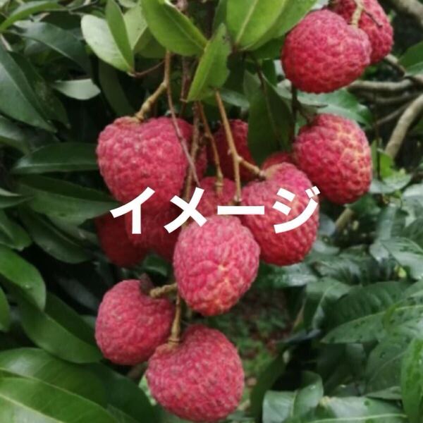☆★激ウマ★☆ センシンホウ ライチ苗木 接木苗 2本 送料込み