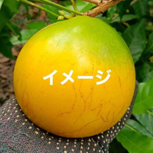 ☆★SALE★☆ アビウ 実生苗 1本 送料込み