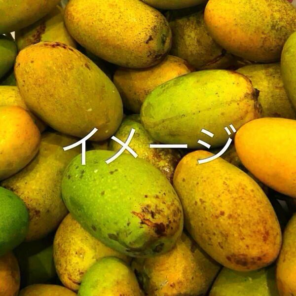 ☆★SALE★☆ 土マンゴー 実生1年生苗 1本 送料込み