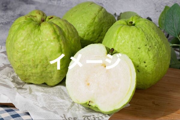 ☆★激ウマ★☆ 水蜜グアバ 接木苗 1本 送料込み