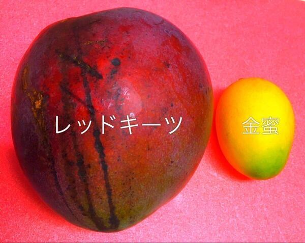 ☆★激ウマ★☆ レッドキーツ マンゴー苗木 接木苗 1本 送料込み