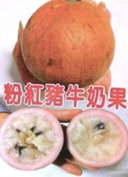 ☆★激ウマ★☆ 粉紅豬 スターアップル ミルクフルーツ苗木 接木苗 1本 送料込み 希少
