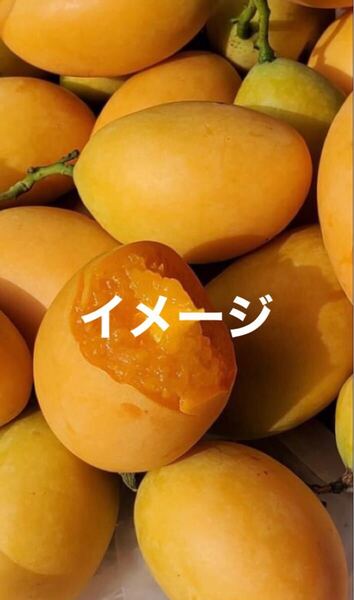 ☆★激ウマ★☆ マヨンチット 実生苗 1本 送料込み