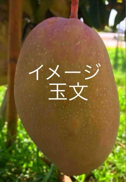 ☆★激ウマ★☆ 玉文マンゴー 大苗 接木苗 1本 送料込み