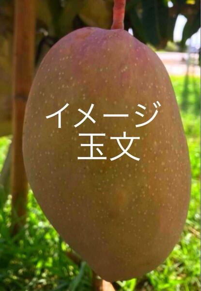 ☆★SALE★☆ 玉文マンゴー 接木苗 1本 送料込み