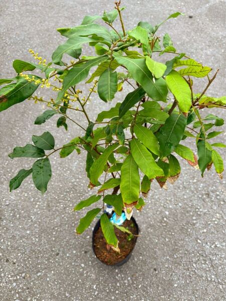 ☆★激ウマ★☆ 大粉殻 リュウガン 接木苗 1本 送料込み