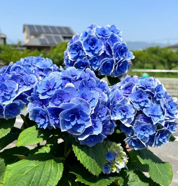 アジサイ 天照大御神 紫陽花 ハイドランジアアマテラスオオミカミ アジサイ鉢植え