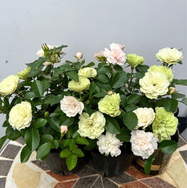 バラ苗 花色変化グリーンアイス 2ポット 安心の鉢ごとコンパクト便発送 ミニ薔薇苗