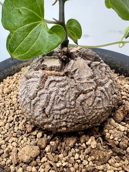 亀甲竜 キッコウリュウ 塊根植物 ディスコレア エレファンティペス コーデックス