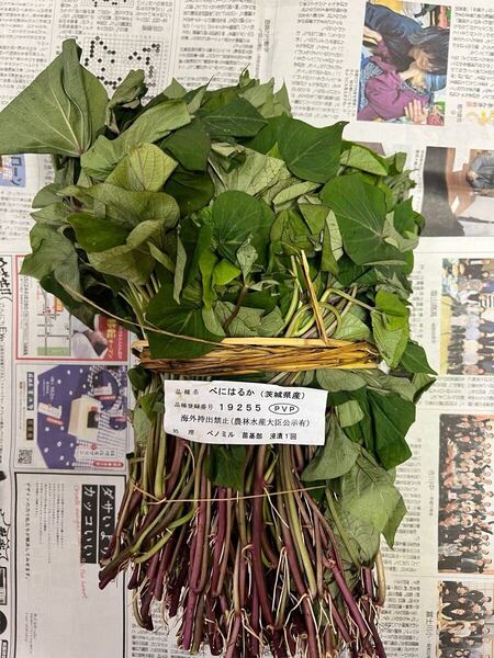 紅はるか苗 20本 発根苗 茨城県産紅はるか ウイルスフリー さつまいも苗