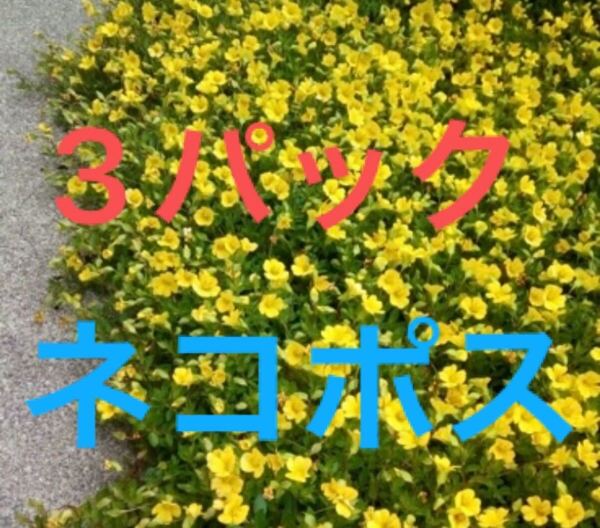 3パック ネコポス メカルドニア ゴールドダスト 抜き苗 グランドカバー