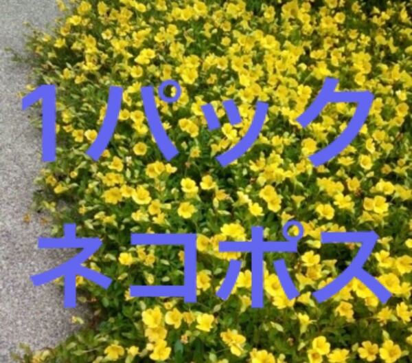 ネコポス 1パック メカルドニア ゴールドダスト 抜き苗 グラウンドカバー