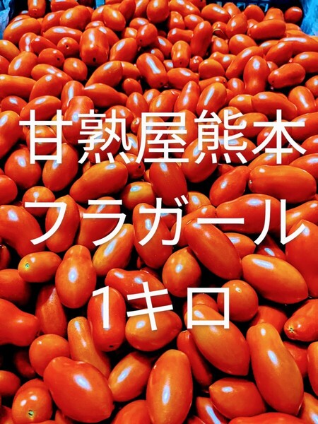 ミニトマト フラガール赤1kg
